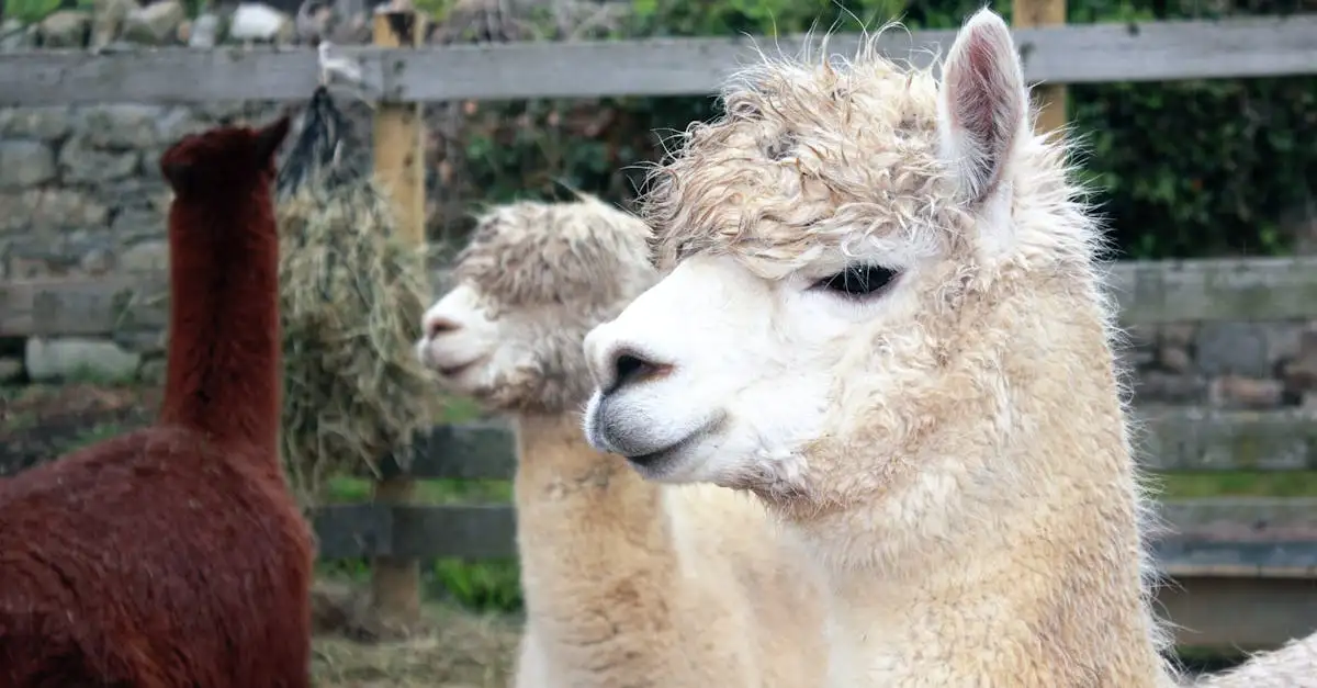 Alpaca huisdier
