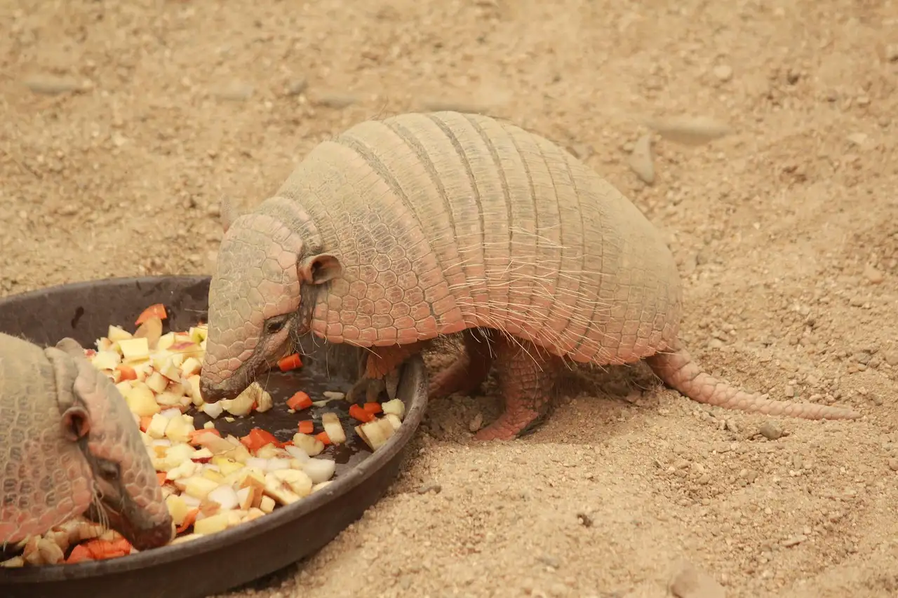 Armadillo huisdier