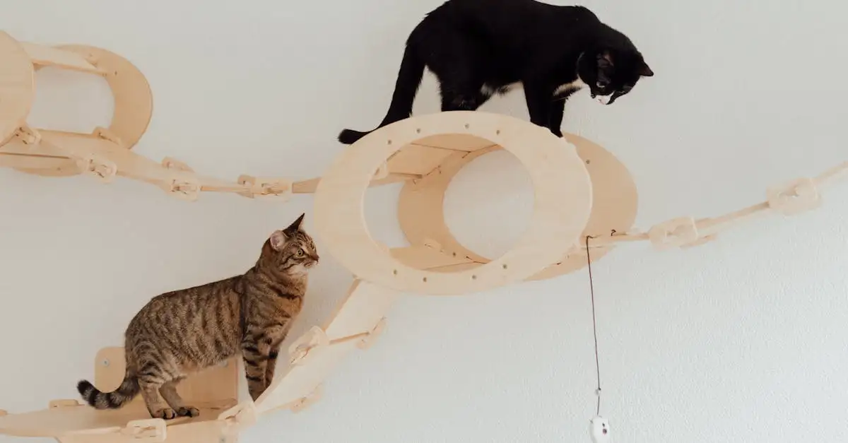 Autozitje voor honden en katten: veilig reizen