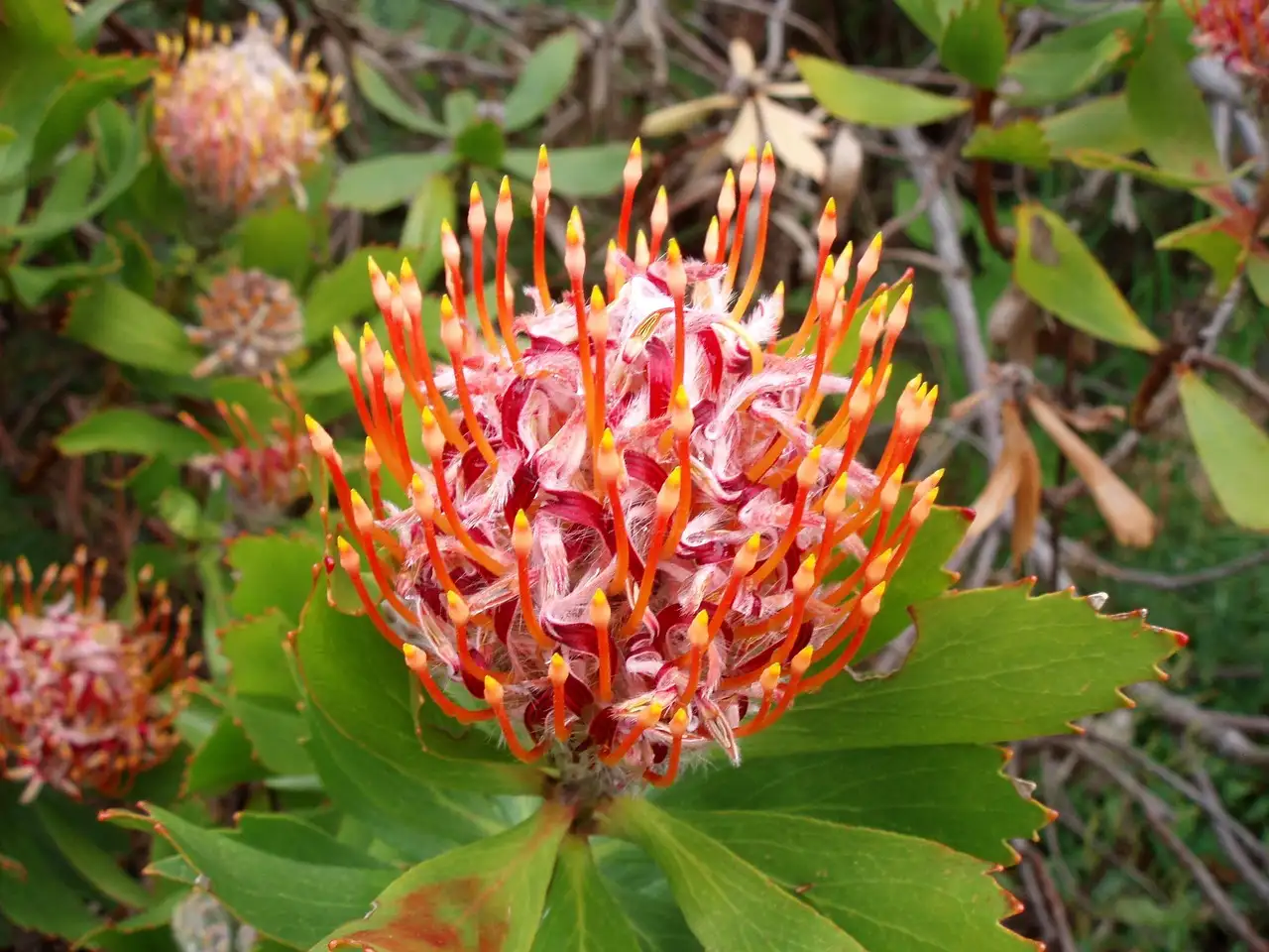 Begraven huisdier in eigen tuin