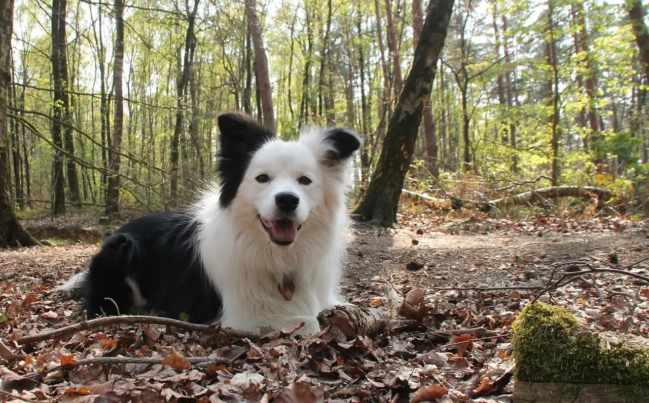 Boshond als huisdier