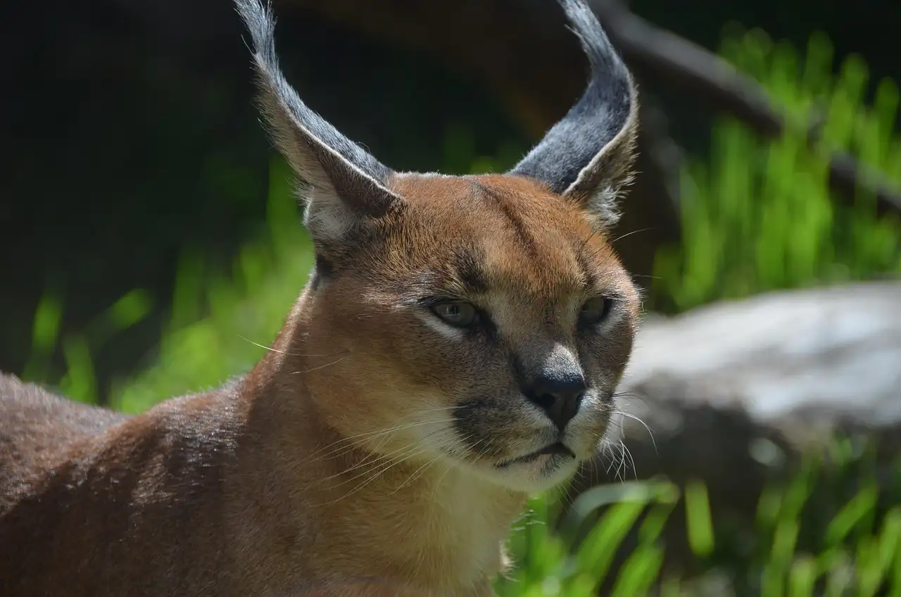 Caracal kat als huisdier: de wetgeving en verzorging