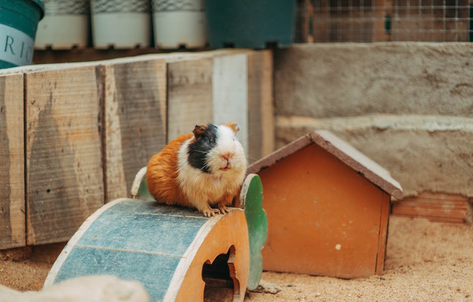 Cavia houden in 2026: huisvesting, voeding en gezondheid