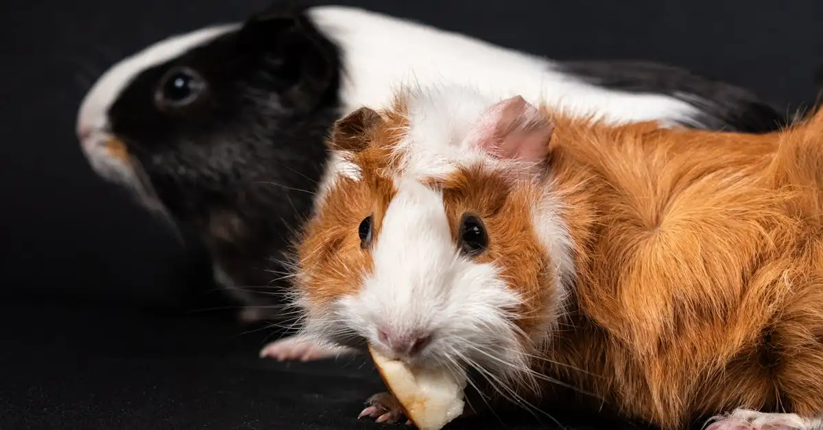 Cavia houden als huisdier