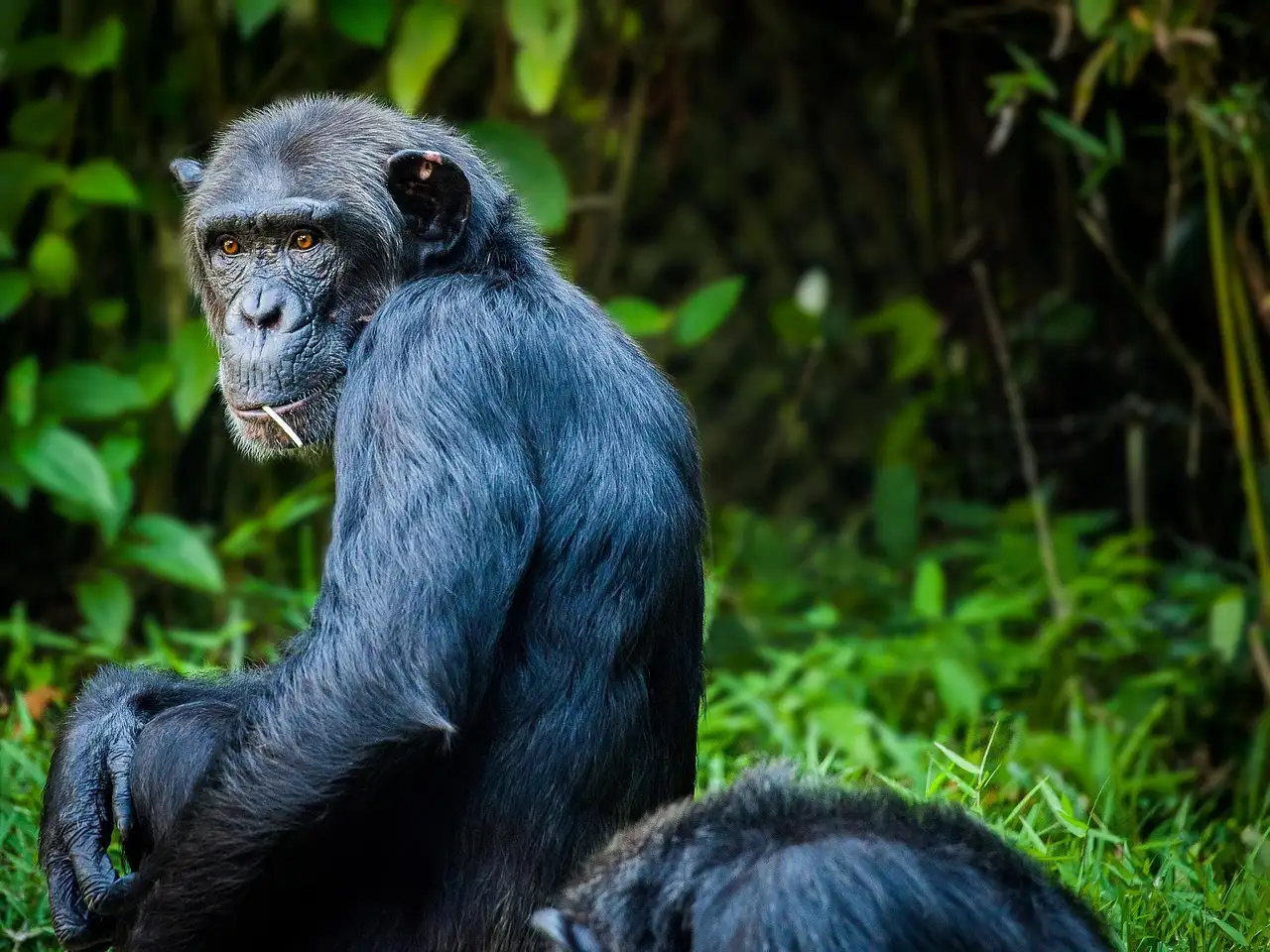 Chimpansee als huisdier: Feiten en overwegingen
