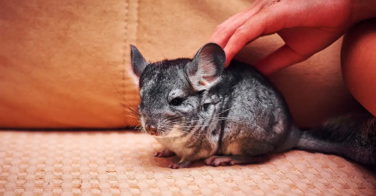 Chinchilla als huisdier