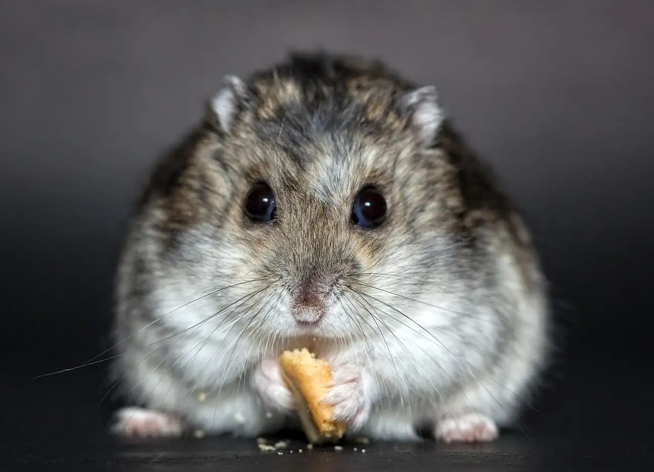 Soorten hamsters als huisdier