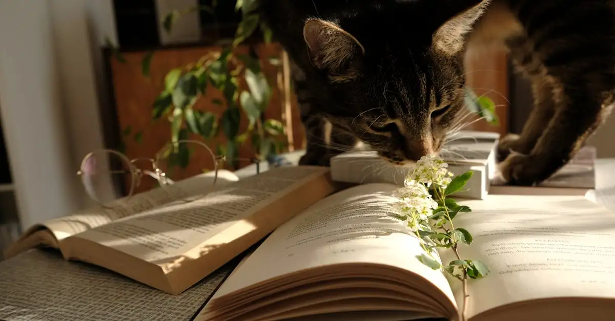 Een poes als huisdier: alles wat u moet weten