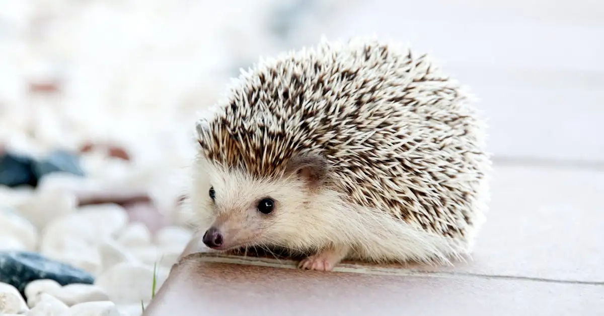 Mag je een egel als huisdier houden in belgie