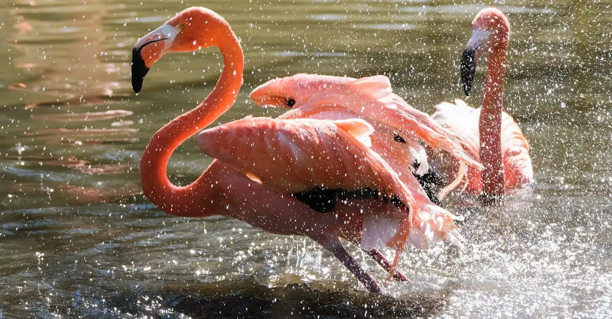 Flamingo als huisdier: verzorging, kosten en tips
