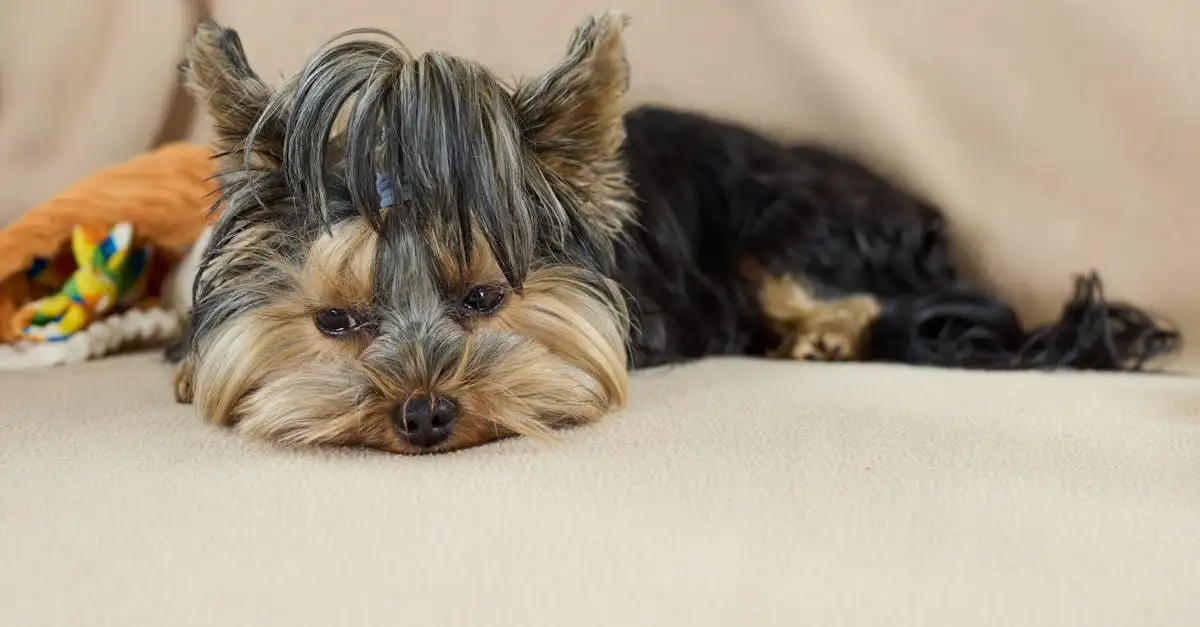 Furreal Walkalots Huisdier Kopen en Ontdekken