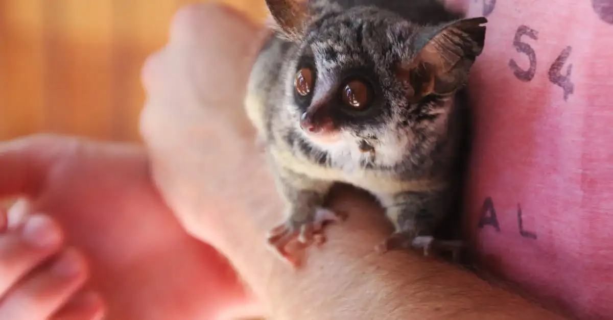 Galago huisdier kopen