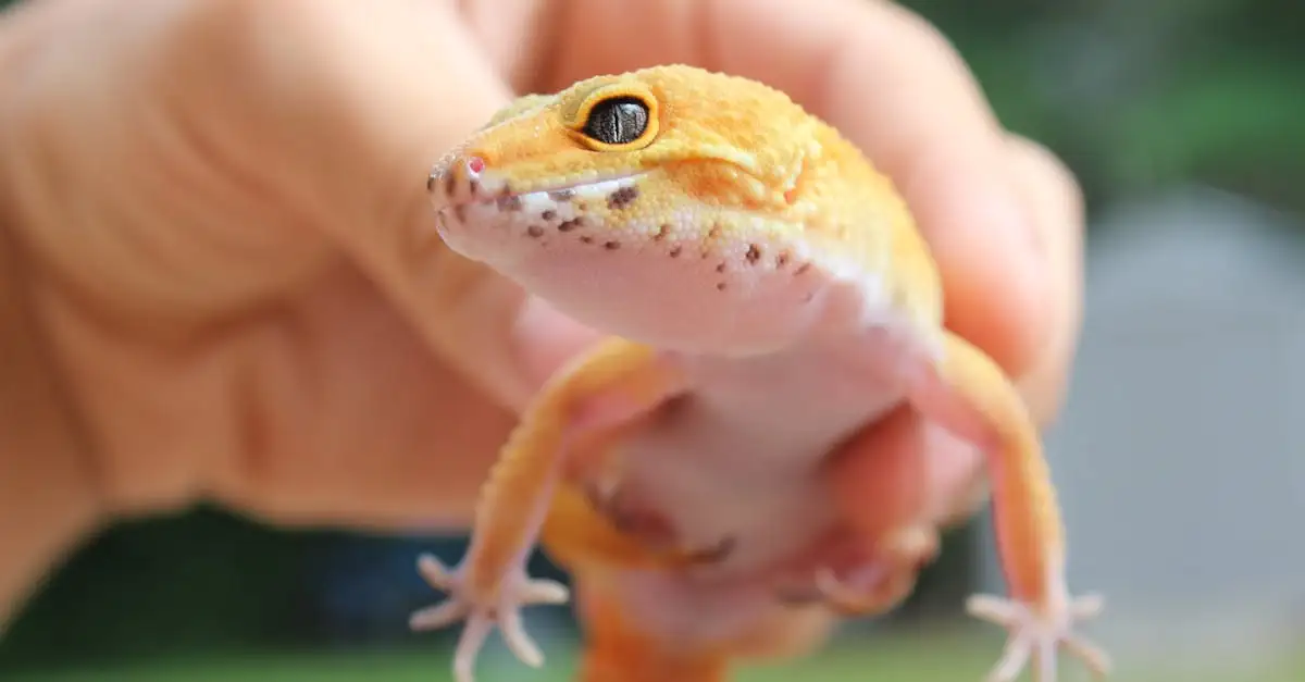 Gecko huisdier