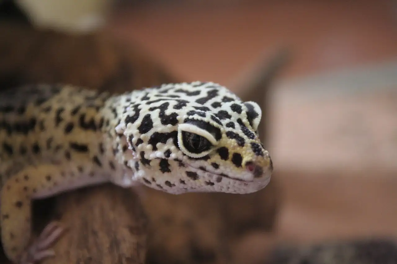 Gekko soorten als huisdier