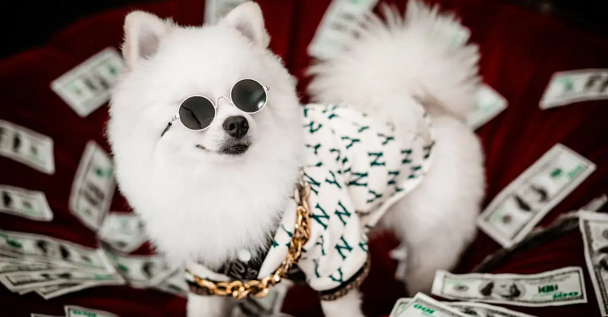 Geld verdienen met je huisdier op Instagram