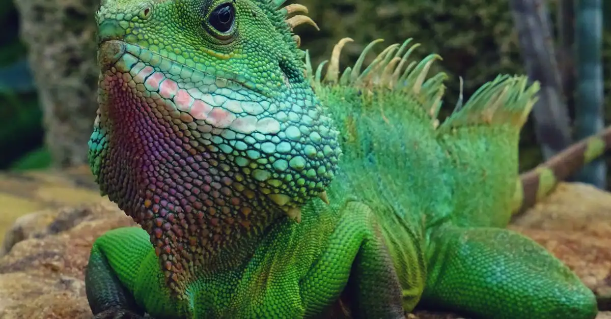 Groene leguaan als huisdier