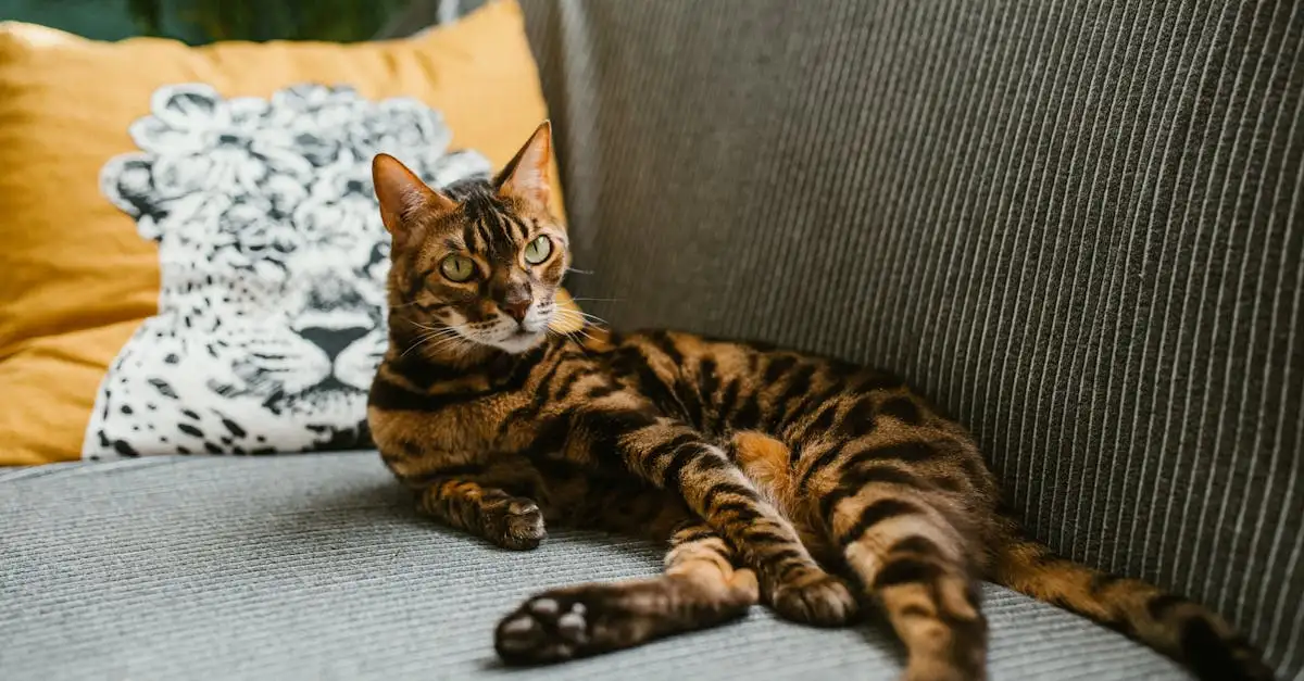Grote katachtigen huisdier