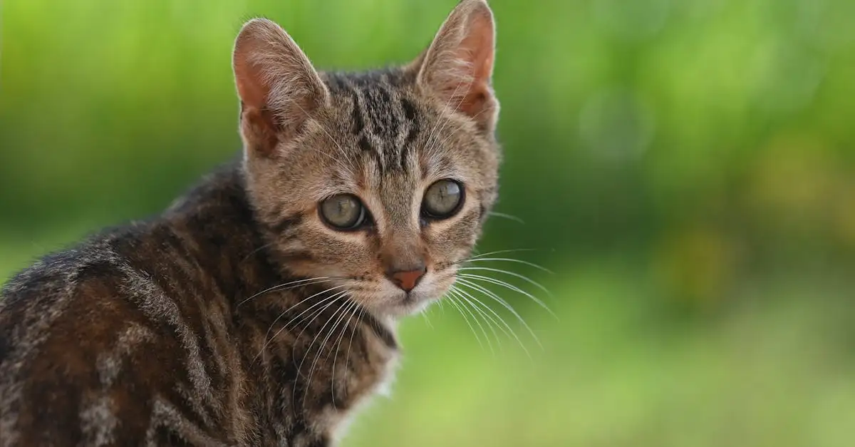 Grote kattensoort huisdier