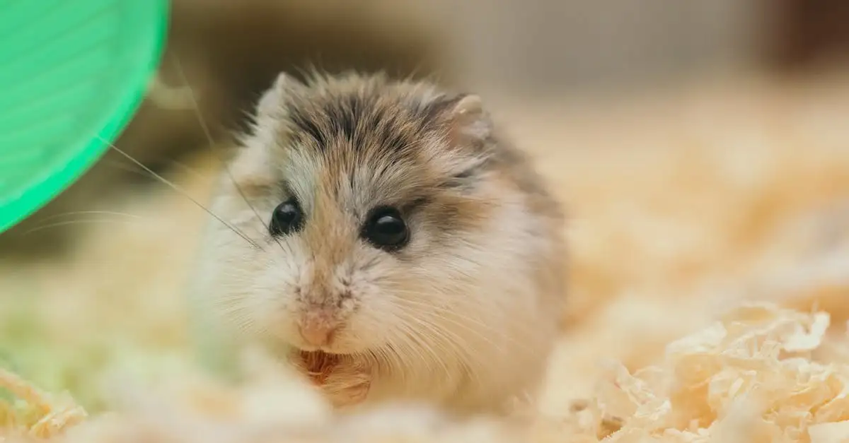 Huisdier hamster