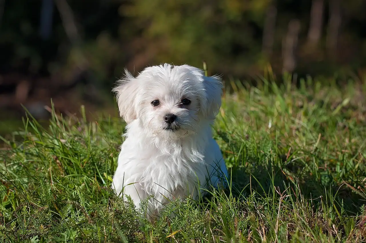 Hoe oud kan een konijn worden als huisdier?