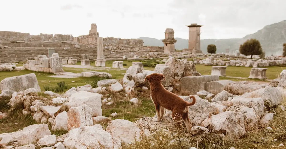 Geschiedenis van de hond als huisdier