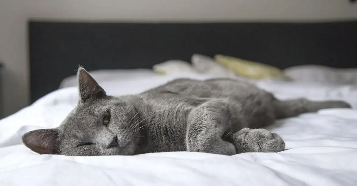 Huisdier in bed