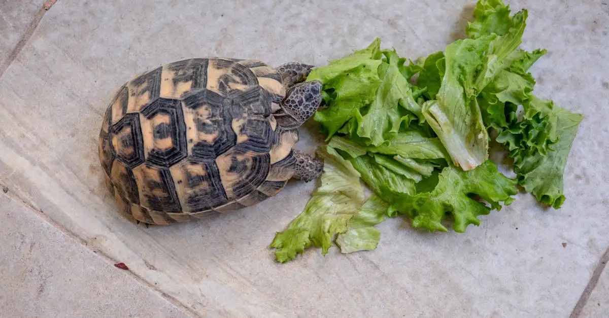 Schildpad verzorging: Tips voor een gezonde huisdier