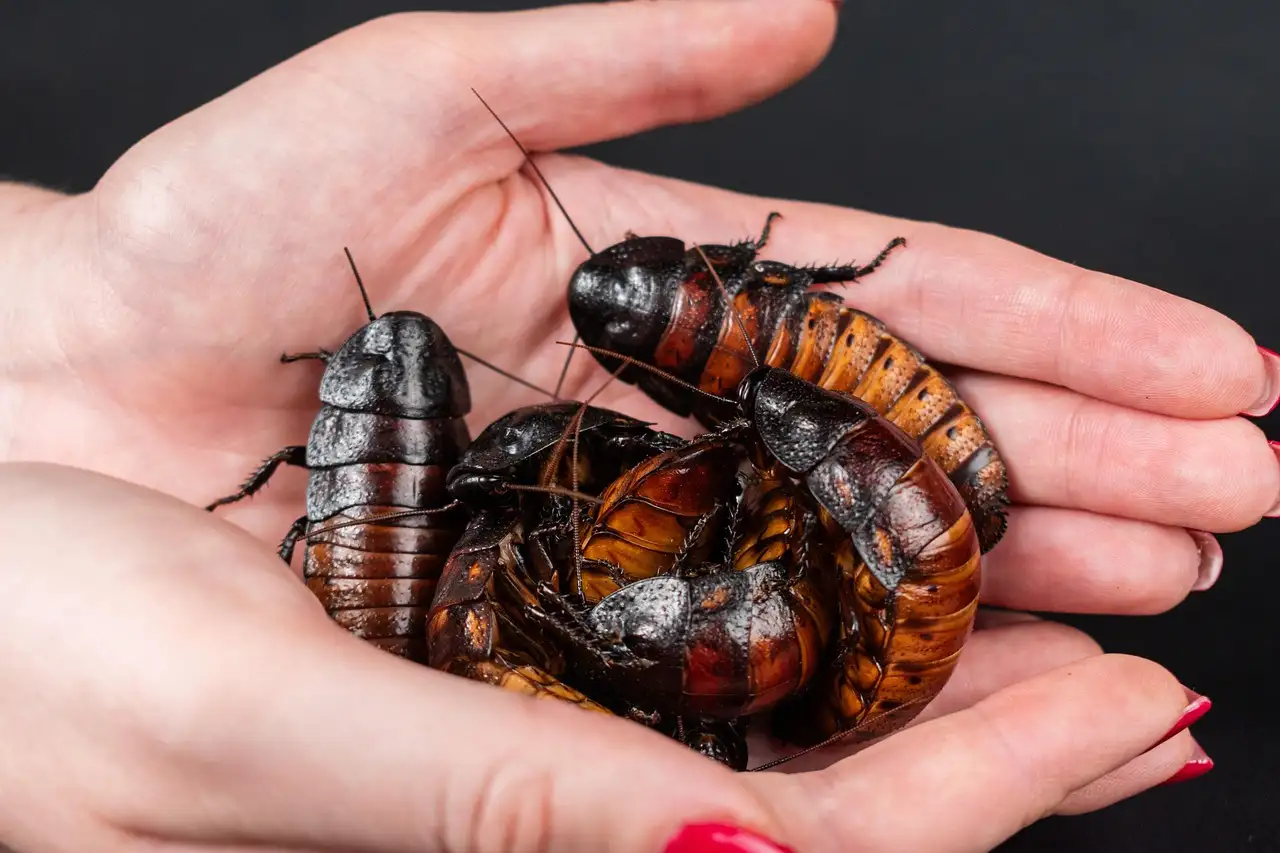 Insect als huisdier
