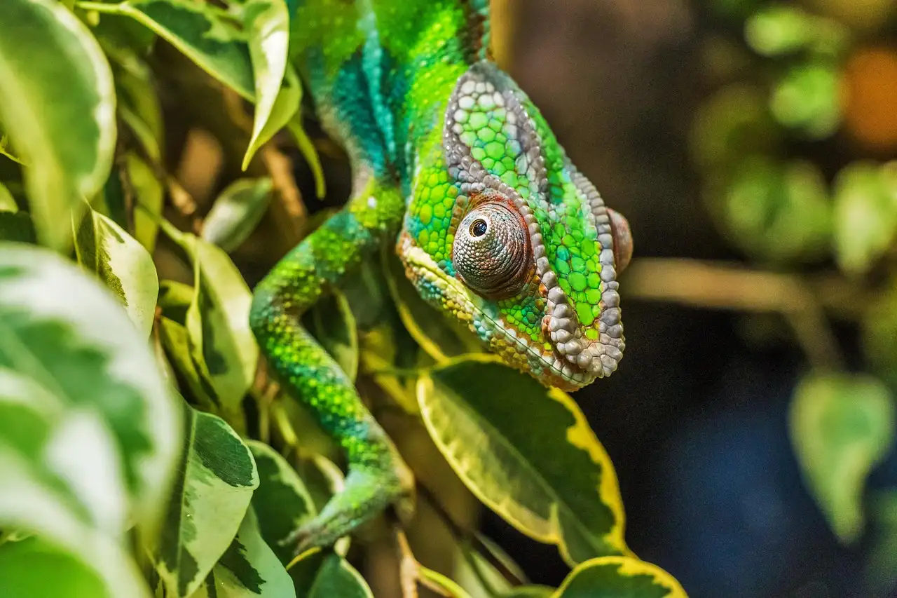 Kameleon als huisdier