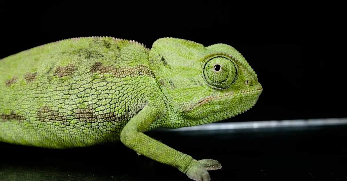 Kameleon soorten huisdier