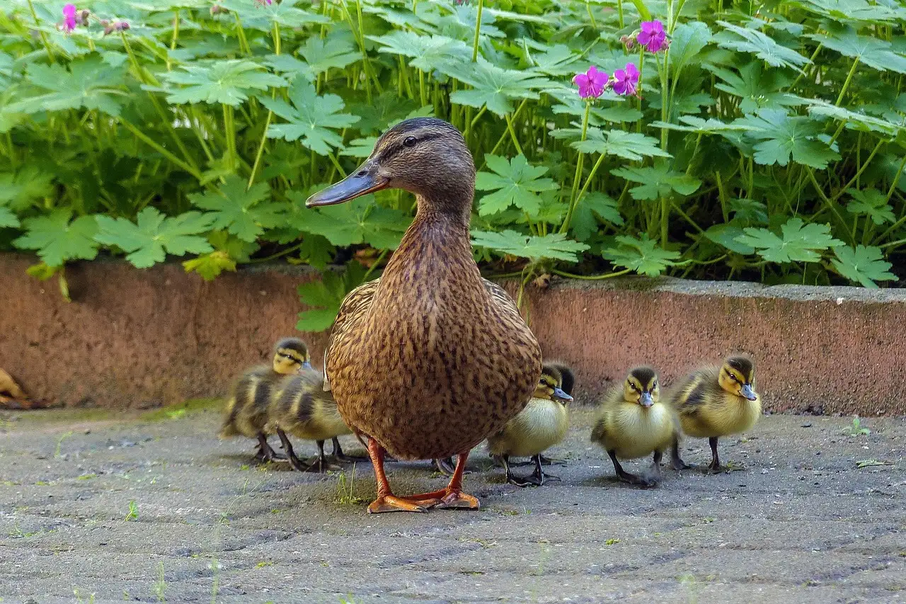 Kinderen voor kinderen ik wil een huisdier