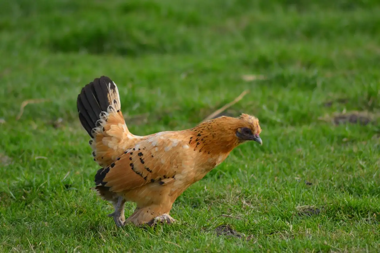 Kip als huisdier weert