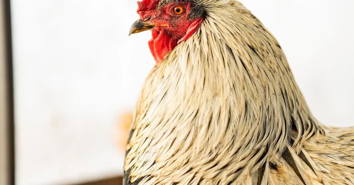 Kippen als huisdier