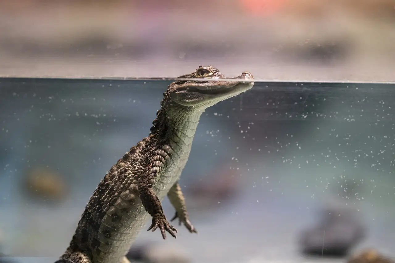 Mag je een krokodil als huisdier
