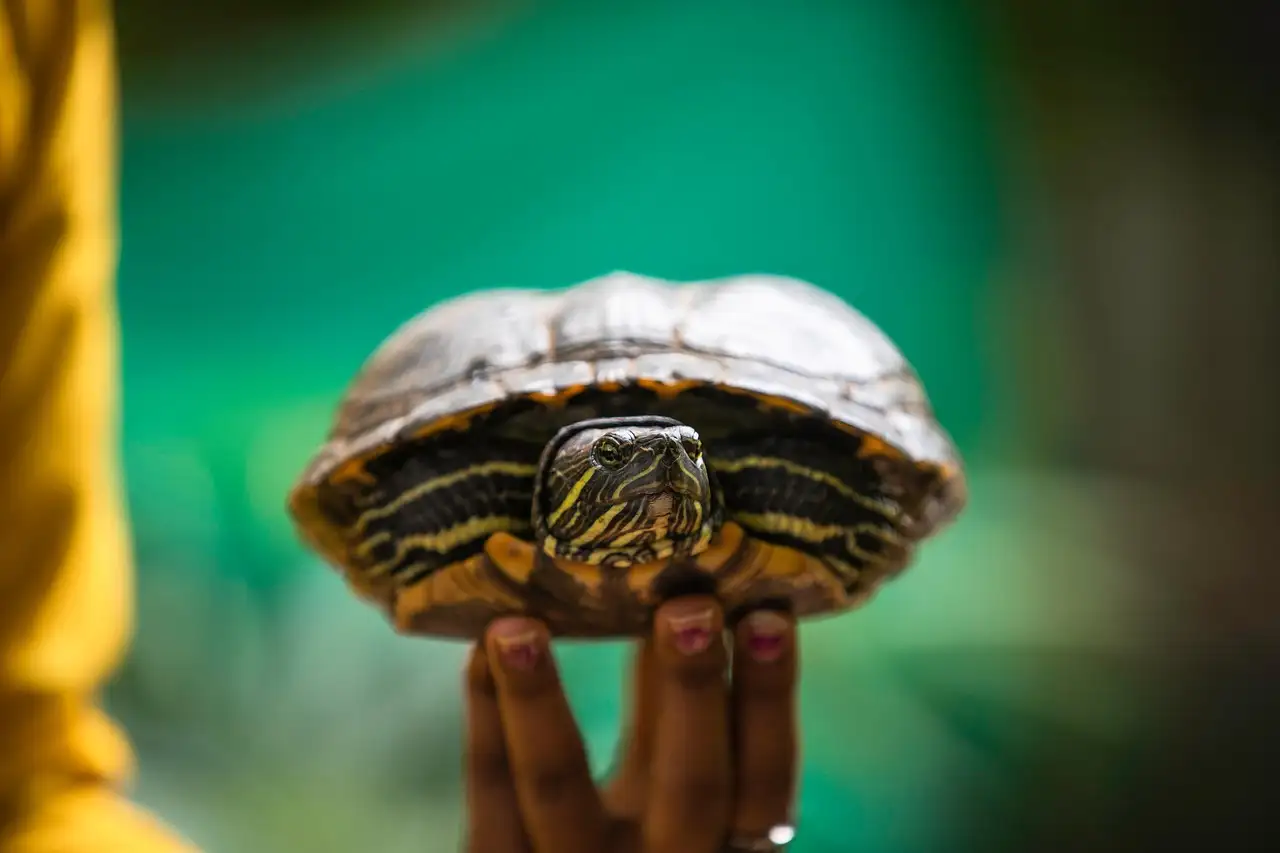 Landschildpad als huisdier