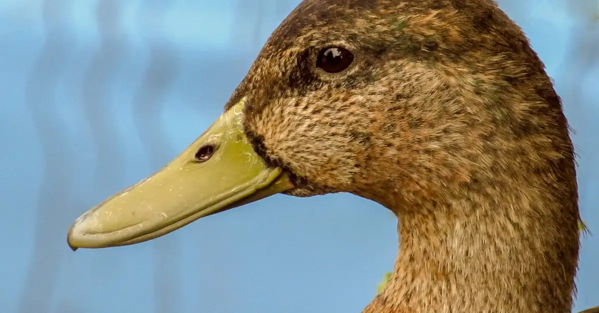 Leukste vogels als huisdier
