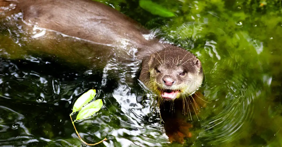 Mag een otter als huisdier