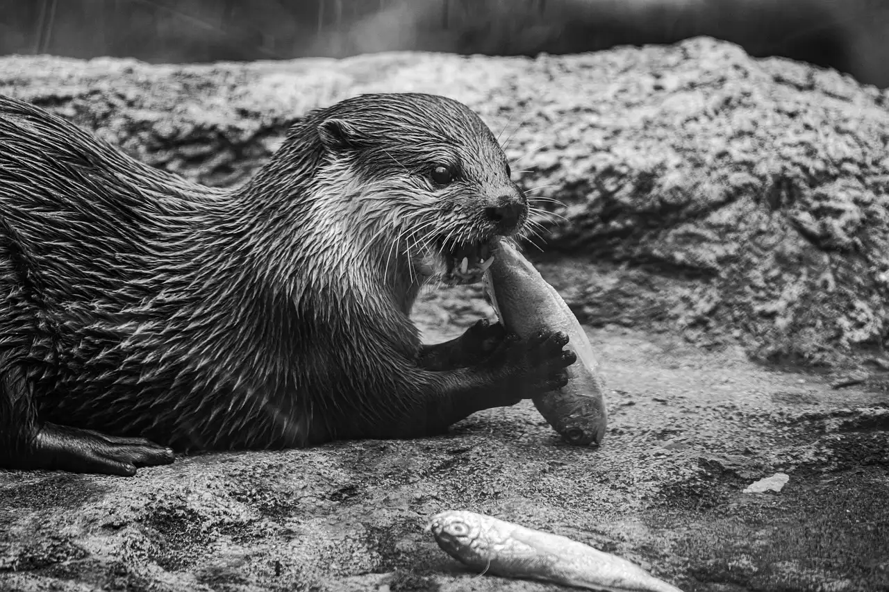 Mag je otters als huisdier houden