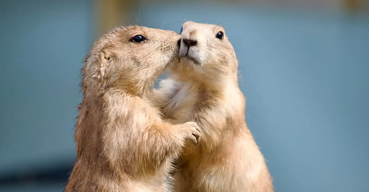 Marmot kopen huisdier