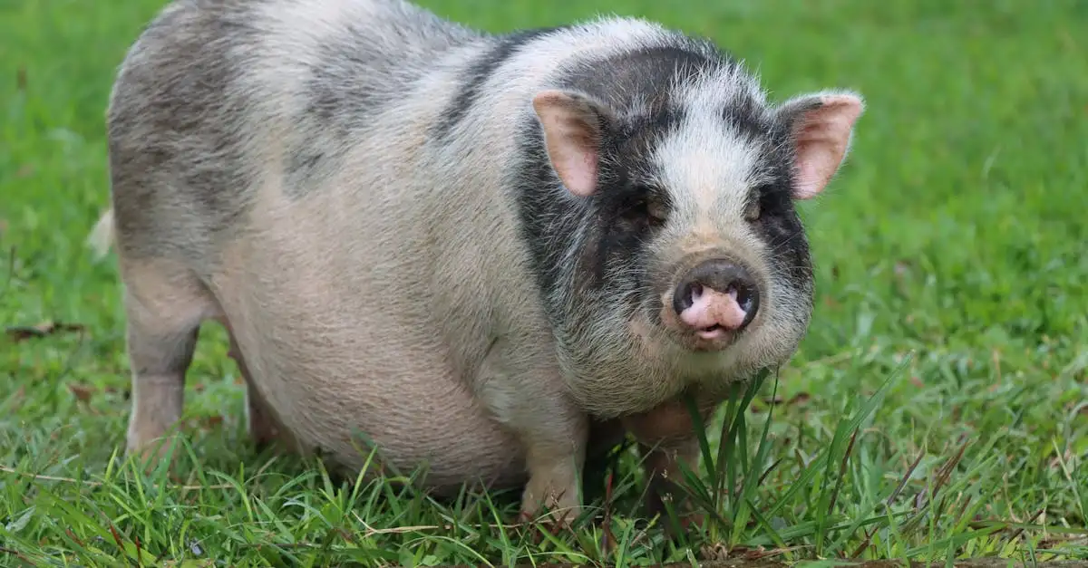 Micro varken als huisdier