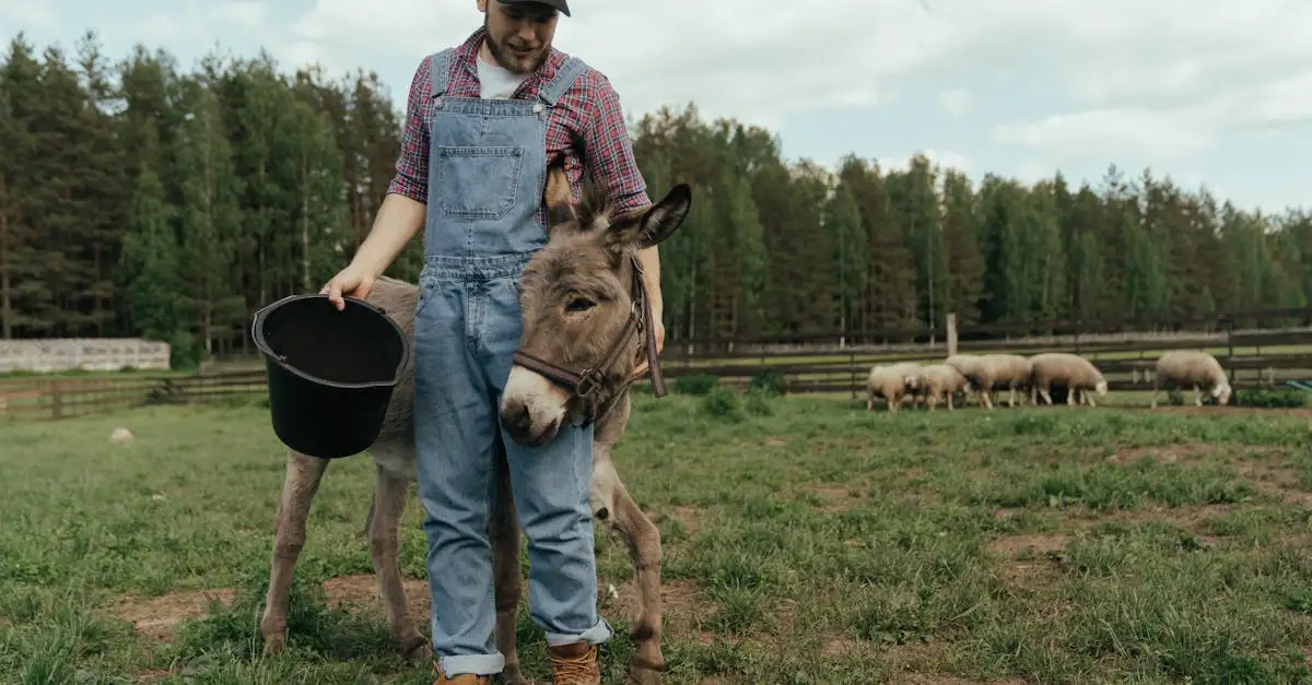 Mini ezel als huisdier: wat je moet weten over houden.