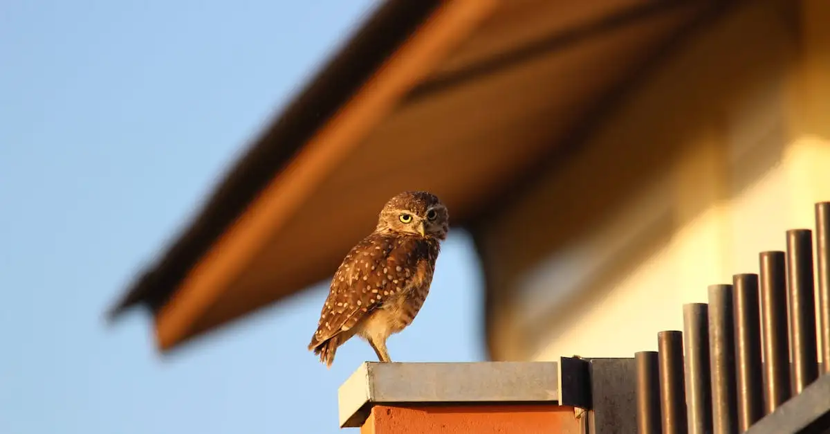 Mini uil als huisdier: Alles wat u moet weten