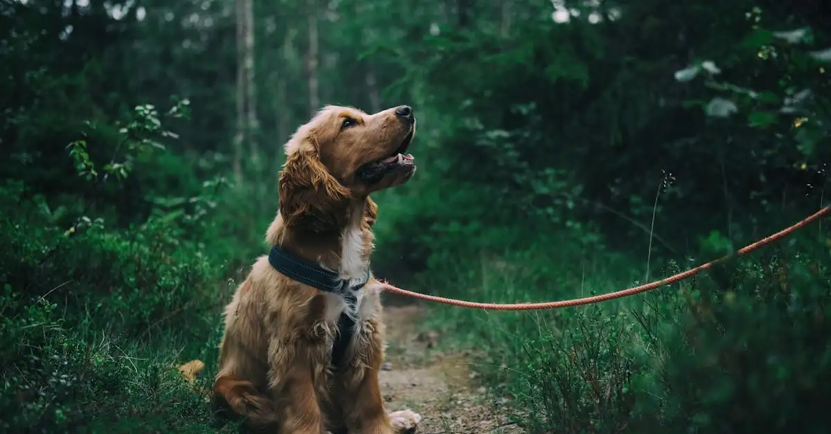 Online huisdier spel: Speel en verzorg virtuele dieren