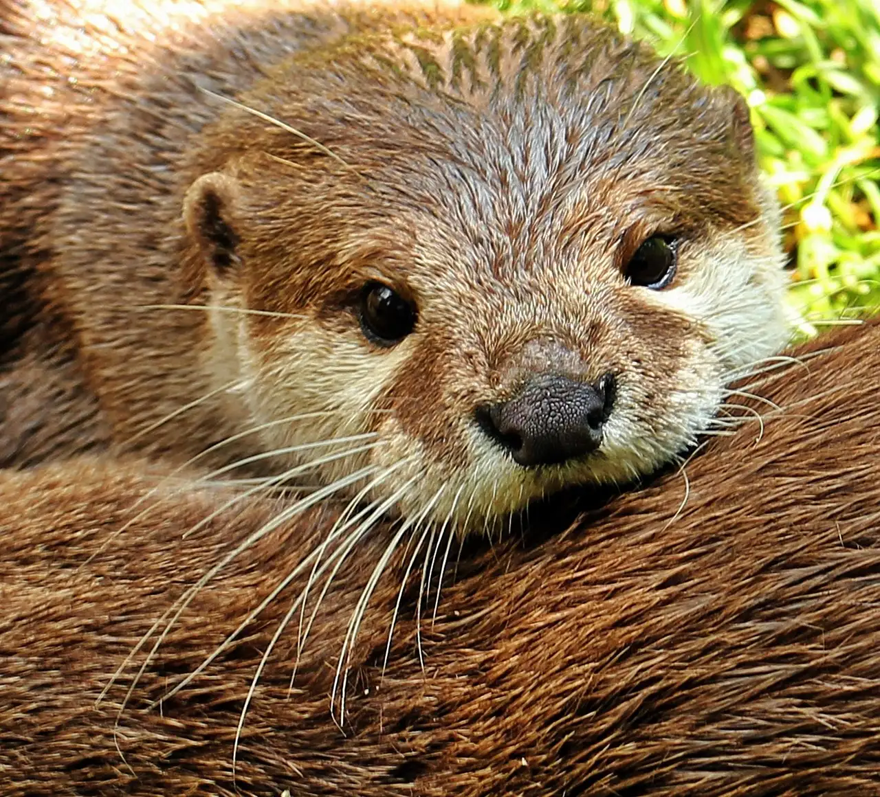 Otter als huisdier belgië