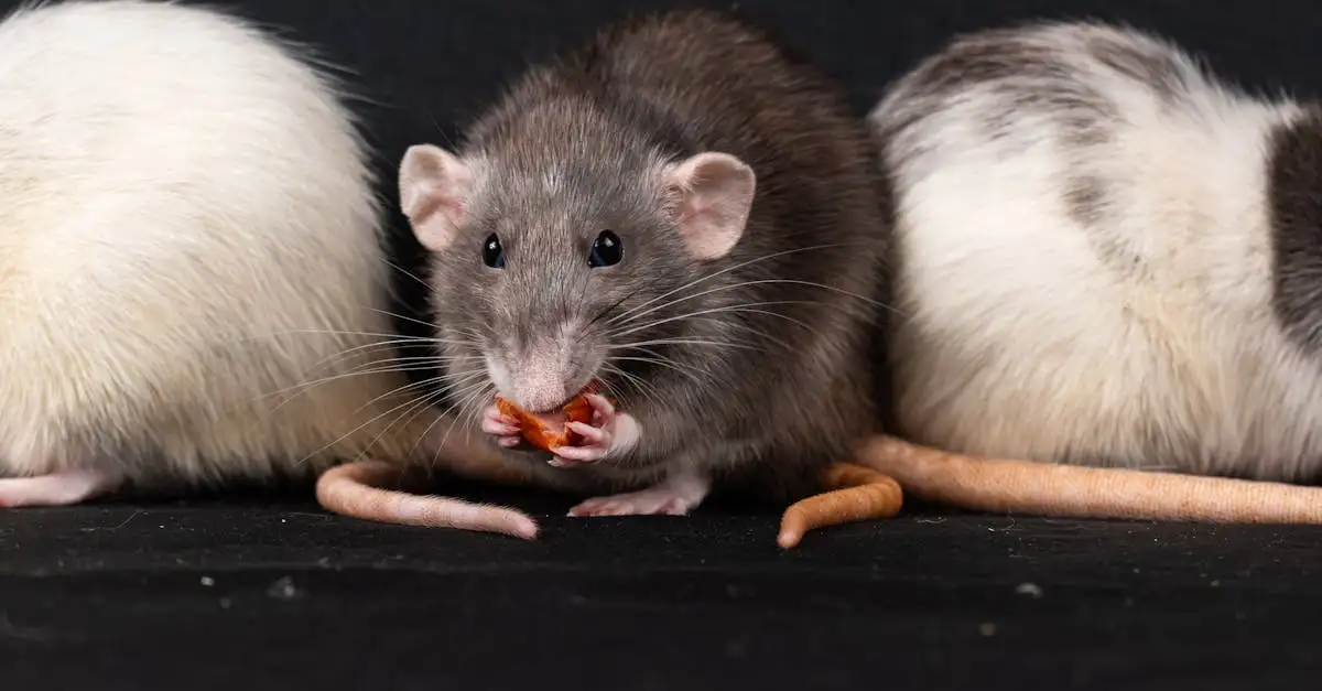 Ontdek de verschillende soorten ratten als huisdier