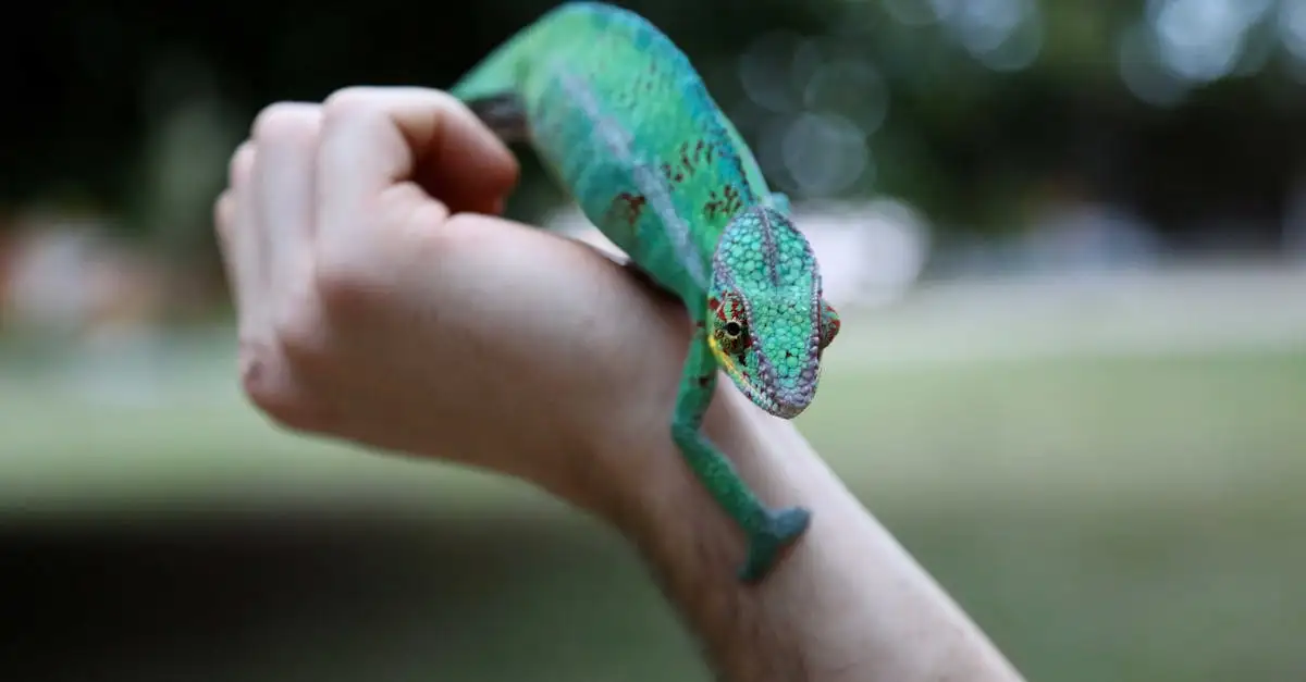 Reptiel als huisdier