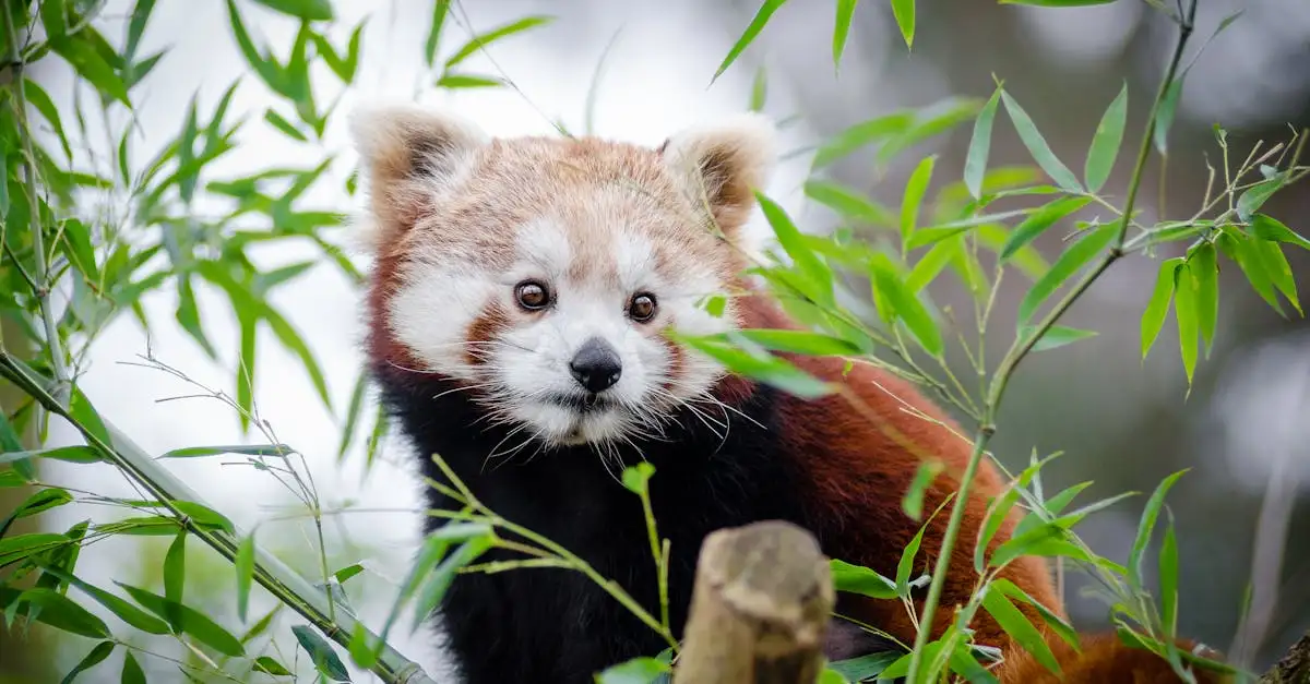 Rode panda als huisdier