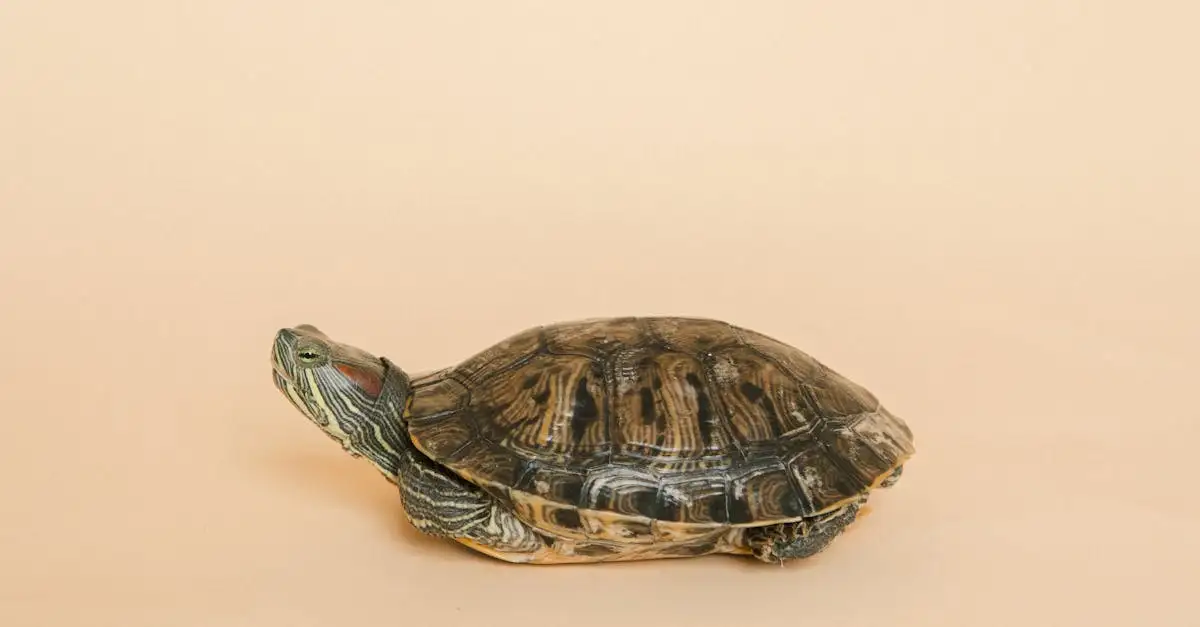 Roodwangschildpad als huisdier: verzorging en tips