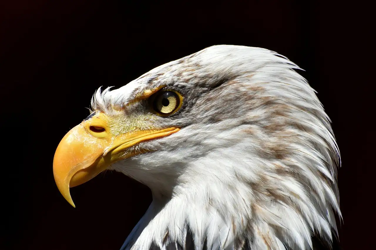 Roofvogel als huisdier