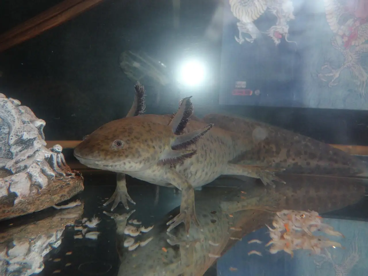 Salamander huisdier